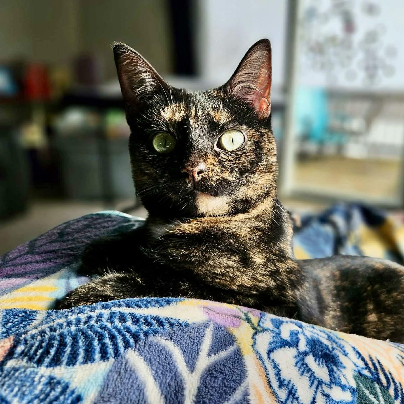 Enlarge Ziti & Cocoa Pebbles *The Purrfect Girl Duo*, a Adoptable mixed breed in Kentwood, MI image 2/6