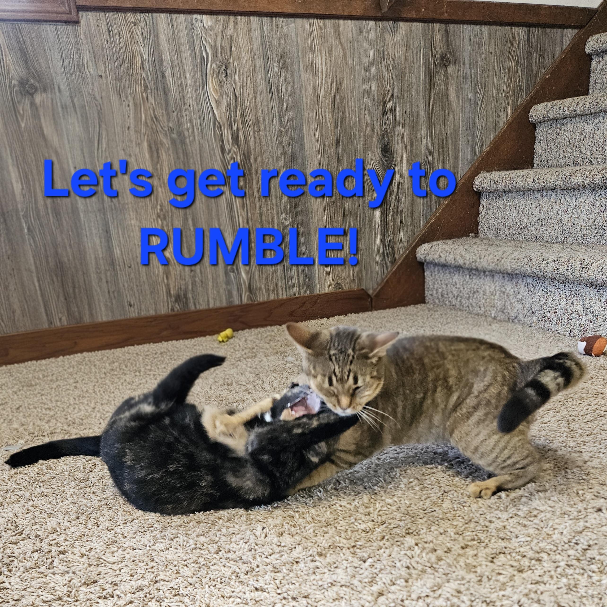 Enlarge Ziti & Cocoa Pebbles *The Purrfect Girl Duo*, a Adoptable mixed breed in Kentwood, MI image 2/6