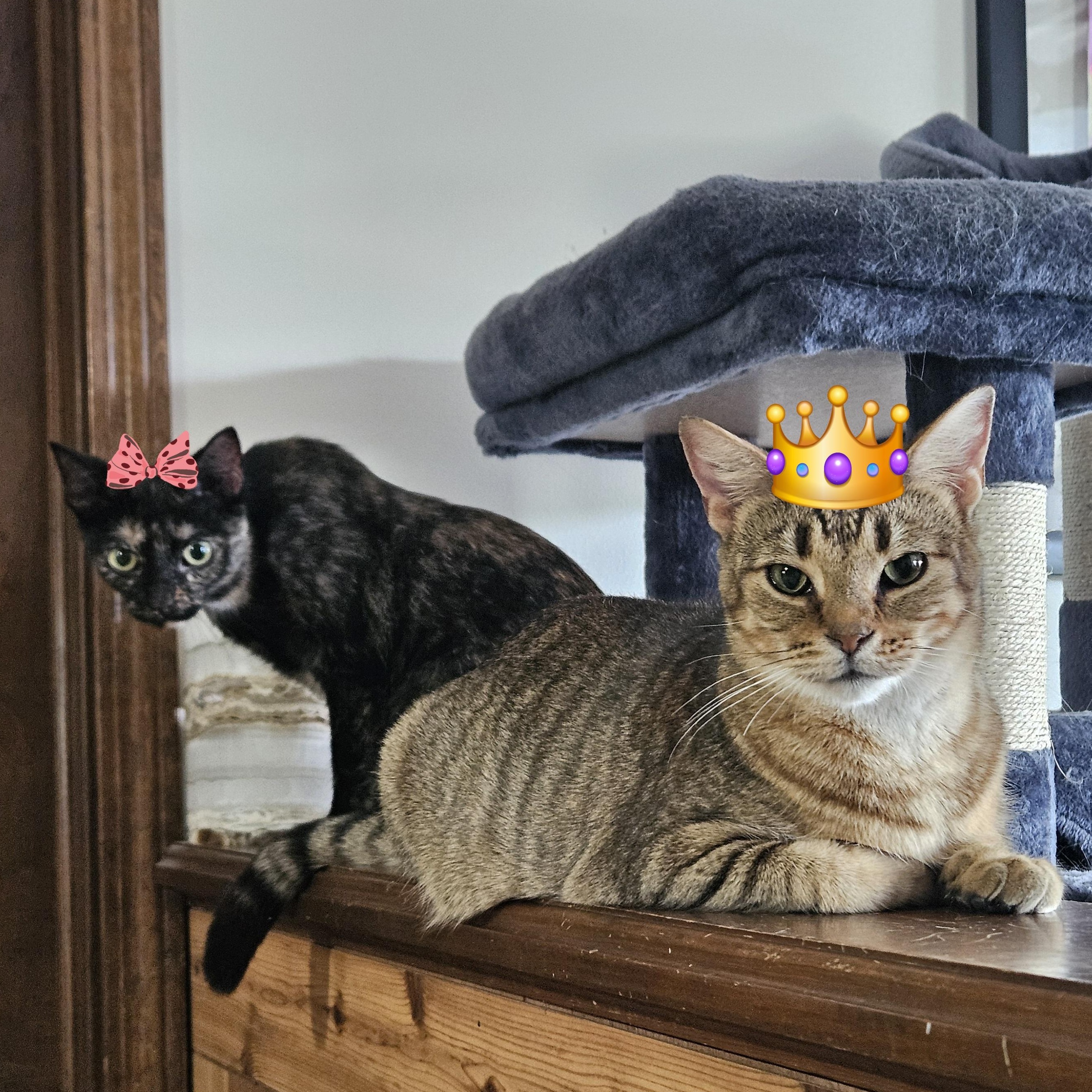 Ziti & Cocoa Pebbles *The Purrfect Girl Duo*, Adoptable, Young Female Tabby & Tortoiseshell.