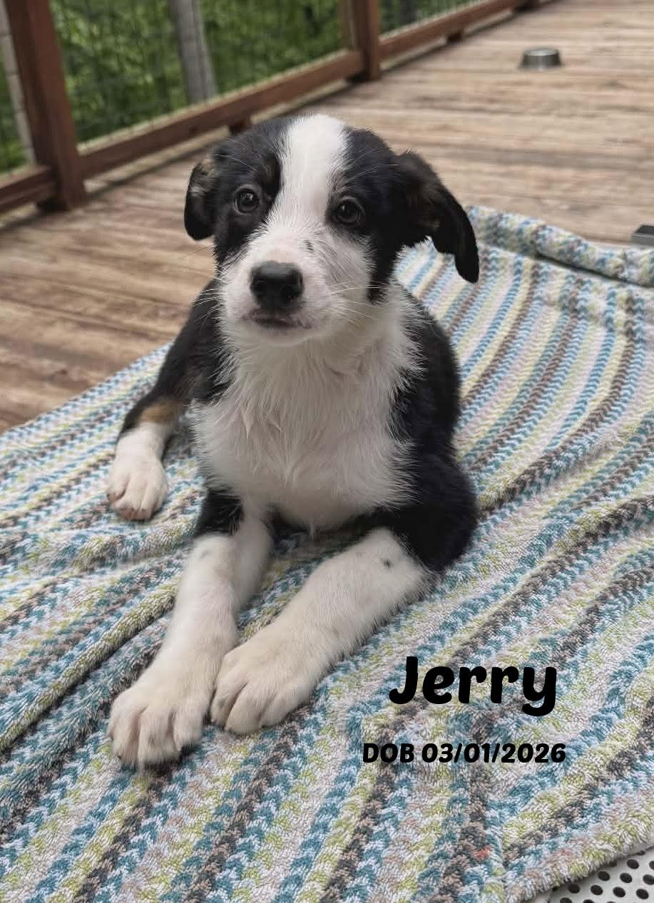 Jerry, Adoptable, Puppy Male Border Collie.