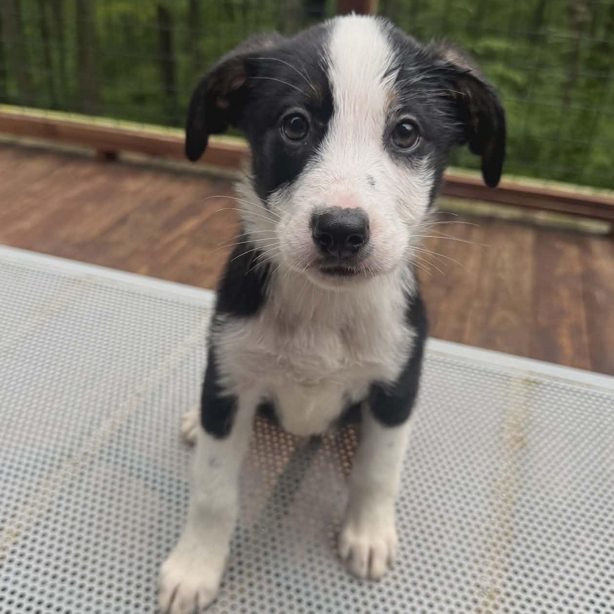 Enlarge Jerry, a Adoptable mixed breed in Seymour, IN image 5/6