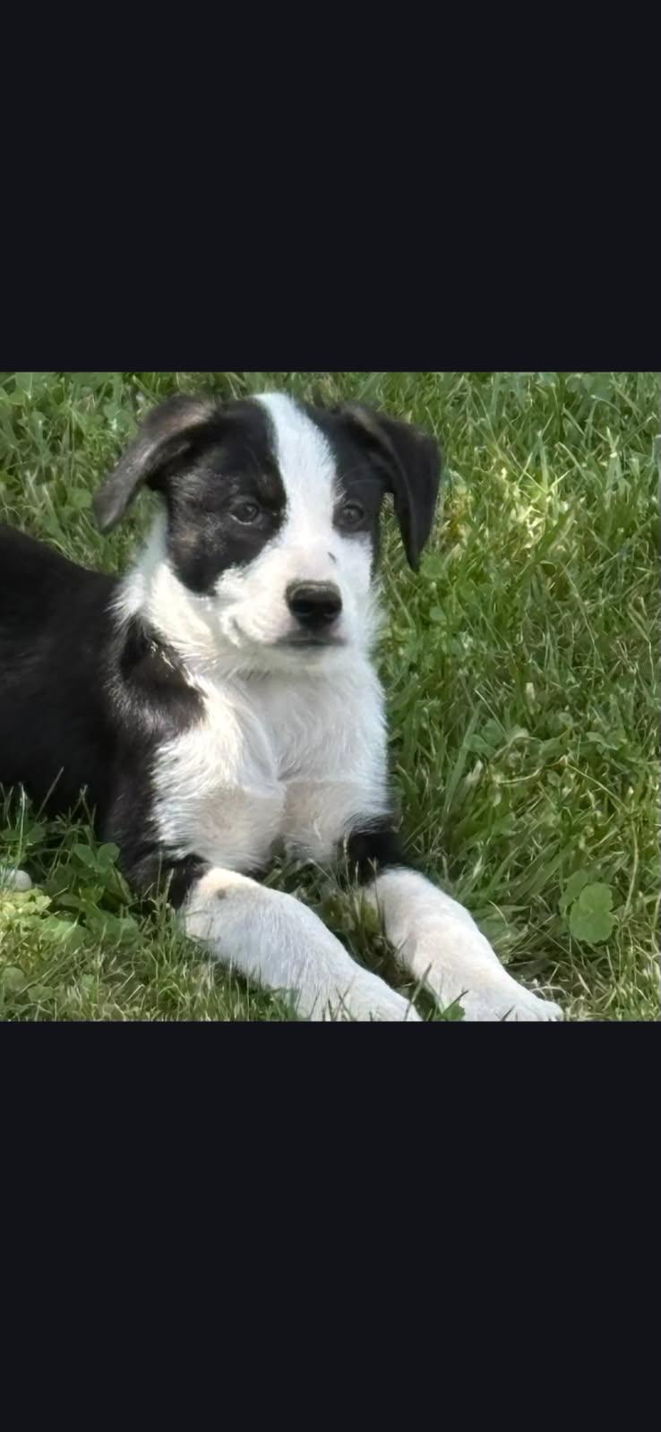 Enlarge Jerry, a Adoptable mixed breed in Seymour, IN image 6/6