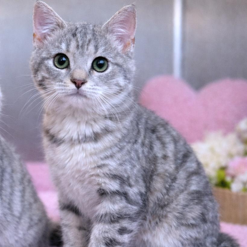 Mistletoe , adopted, Kitten Female Domestic Short Hair.