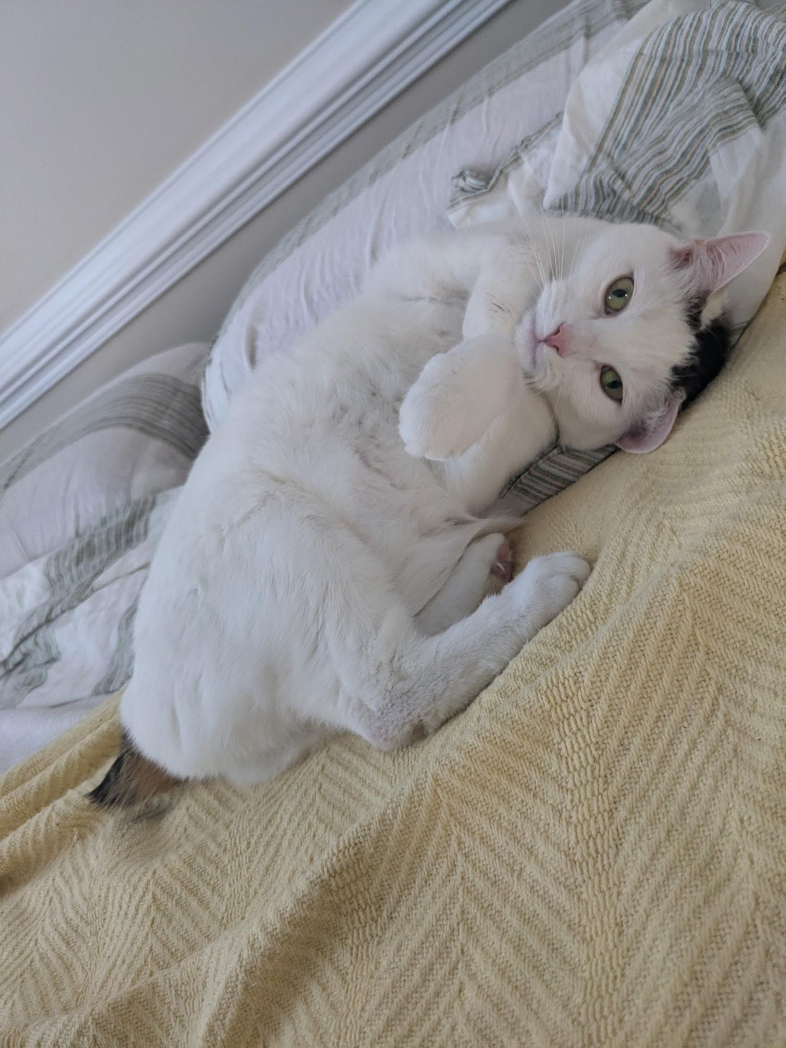 Ella  (fka Beyza or Hela), adoptable, Adult Female Turkish Van & Manx.