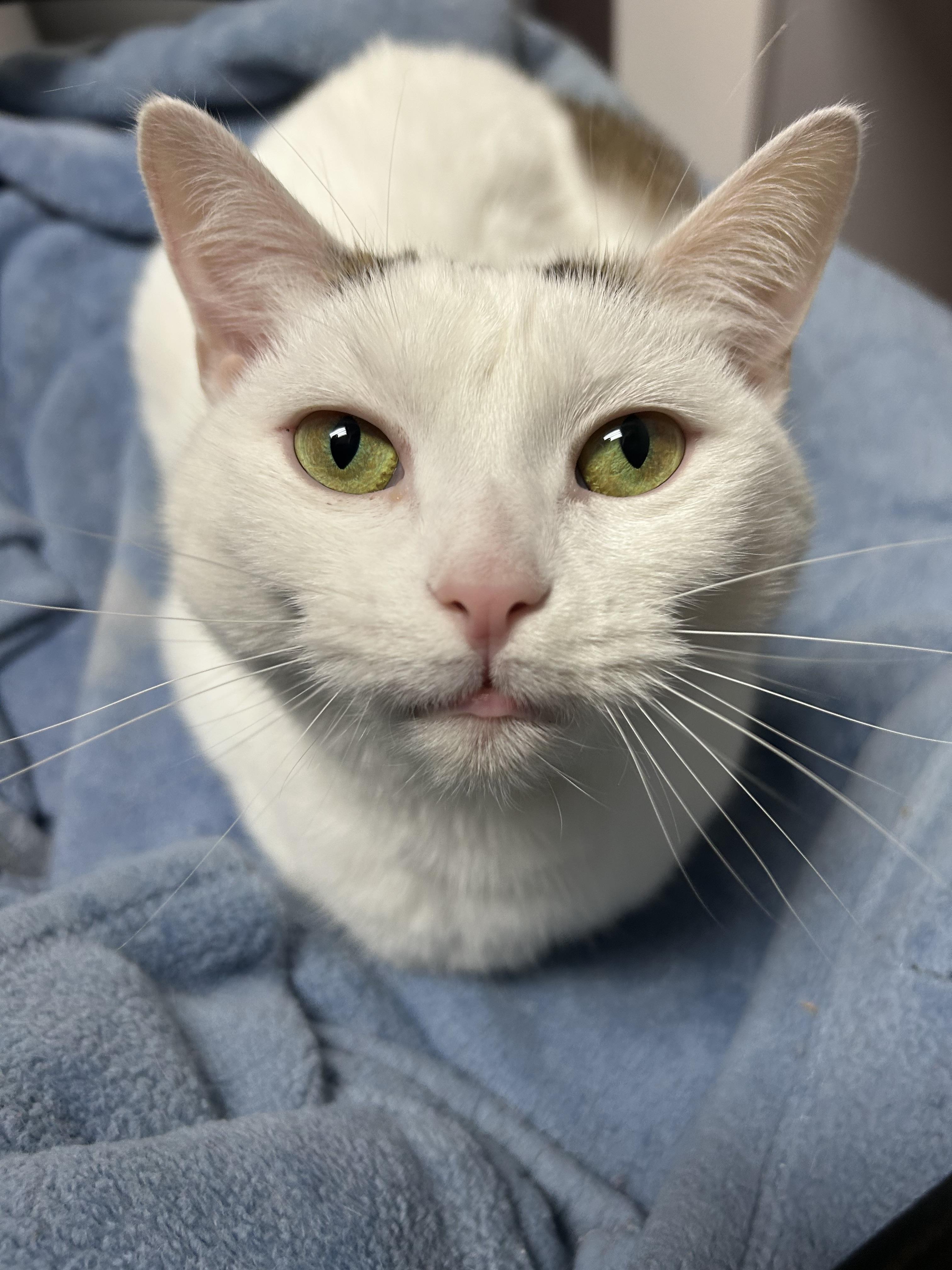 Enlarge Ella, a Adoptable mixed breed in Greensboro, NC image 3/6