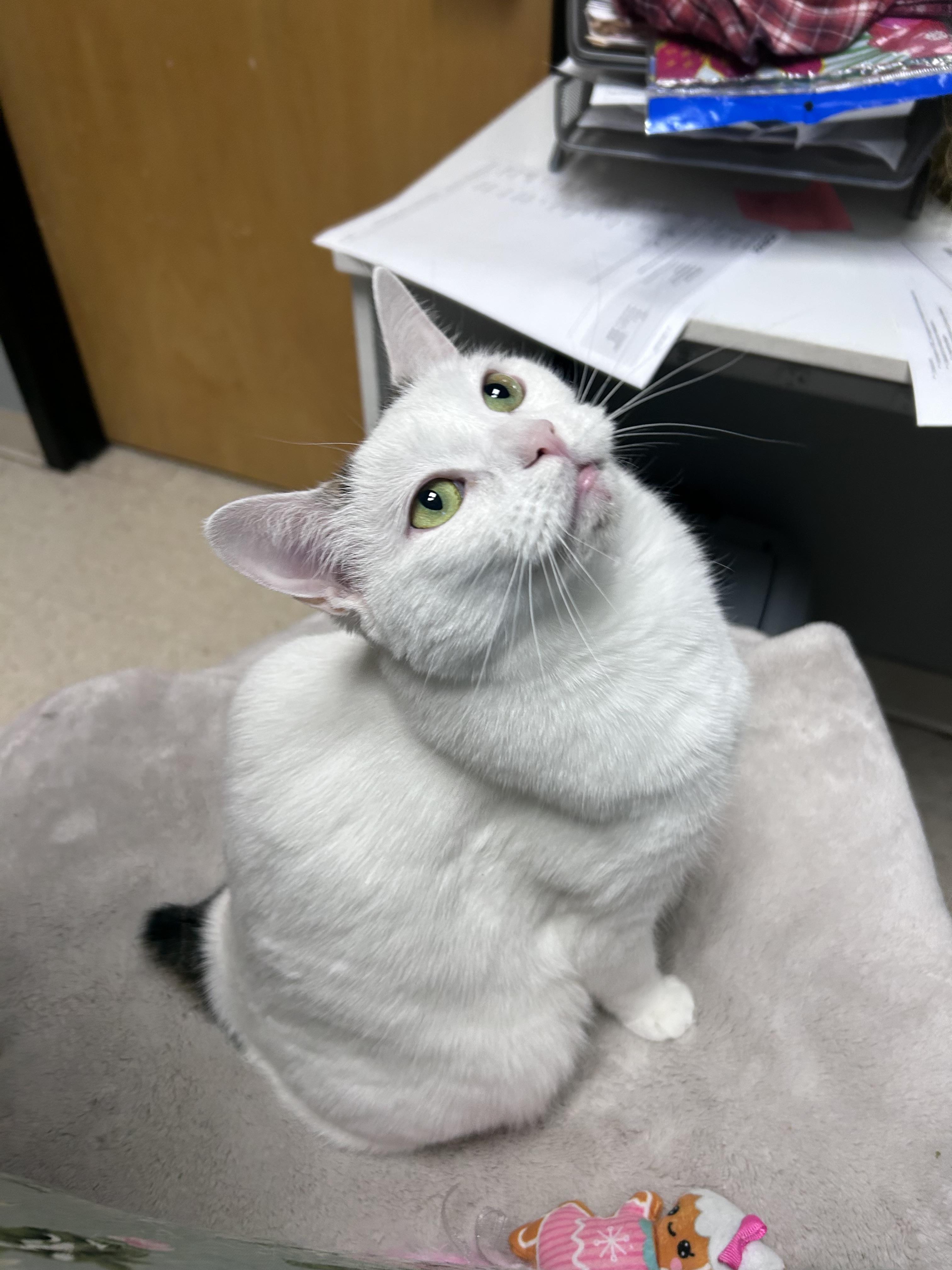 Enlarge Ella, a Adoptable mixed breed in Greensboro, NC image 6/6