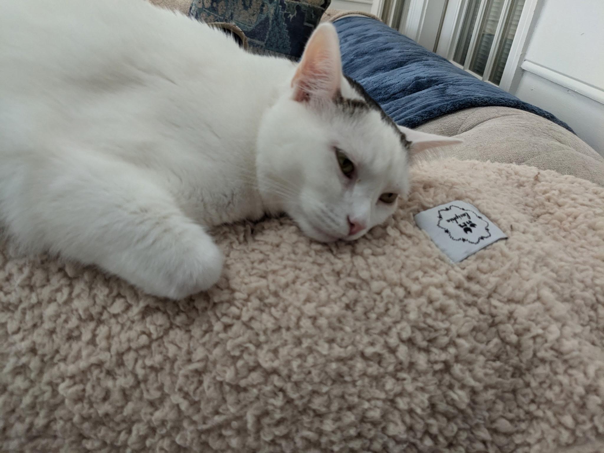 Hela  (fka Beyza), an adoptable Turkish Van, Manx in Greensboro, NC, 27409 | Photo Image 5