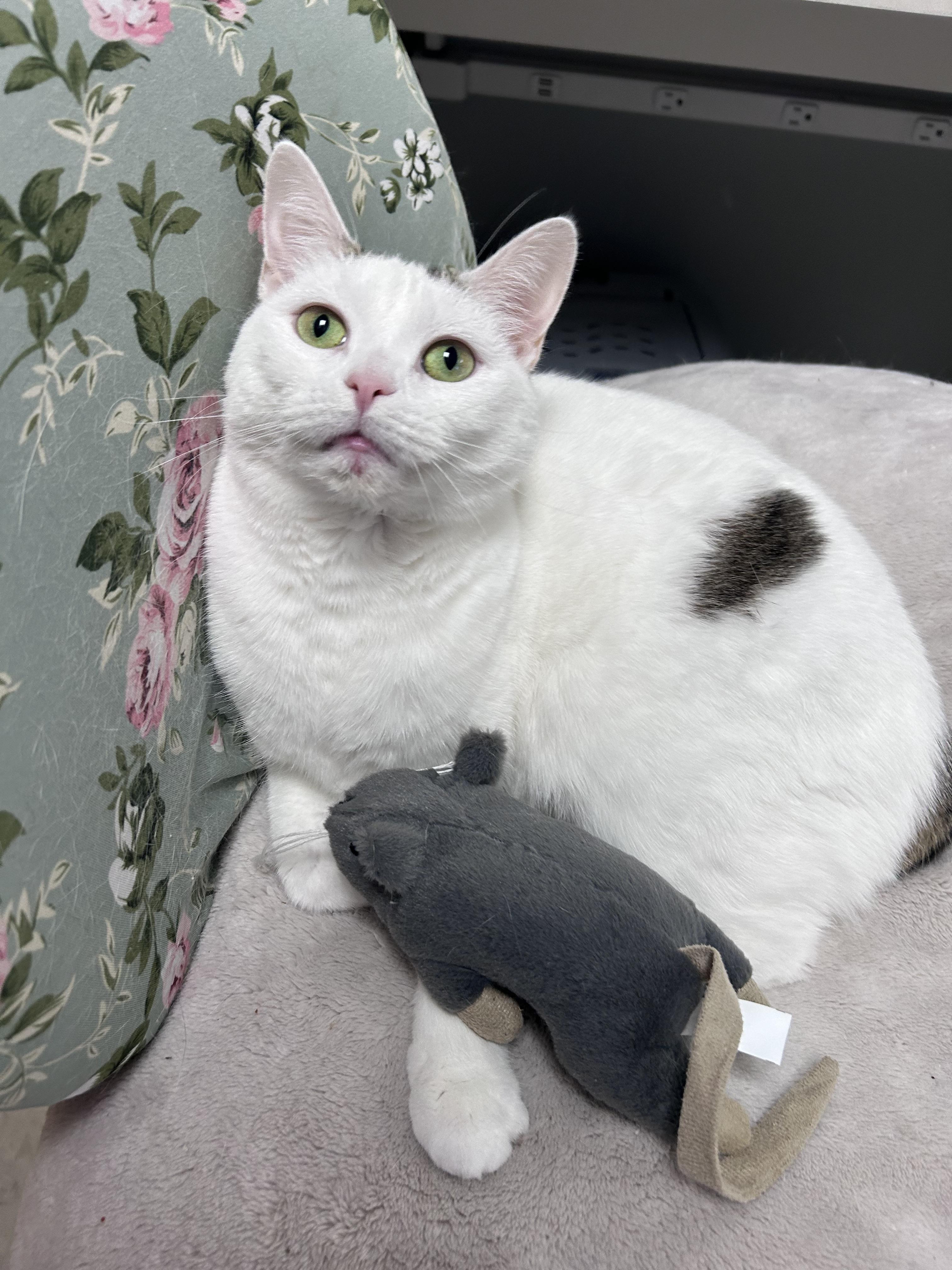 Enlarge Ella, a Adoptable mixed breed in Greensboro, NC image 5/6