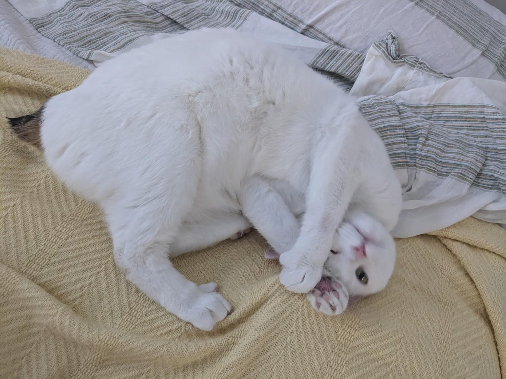 Hela  (fka Beyza), an adoptable Turkish Van, Manx in Greensboro, NC, 27409 | Photo Image 2