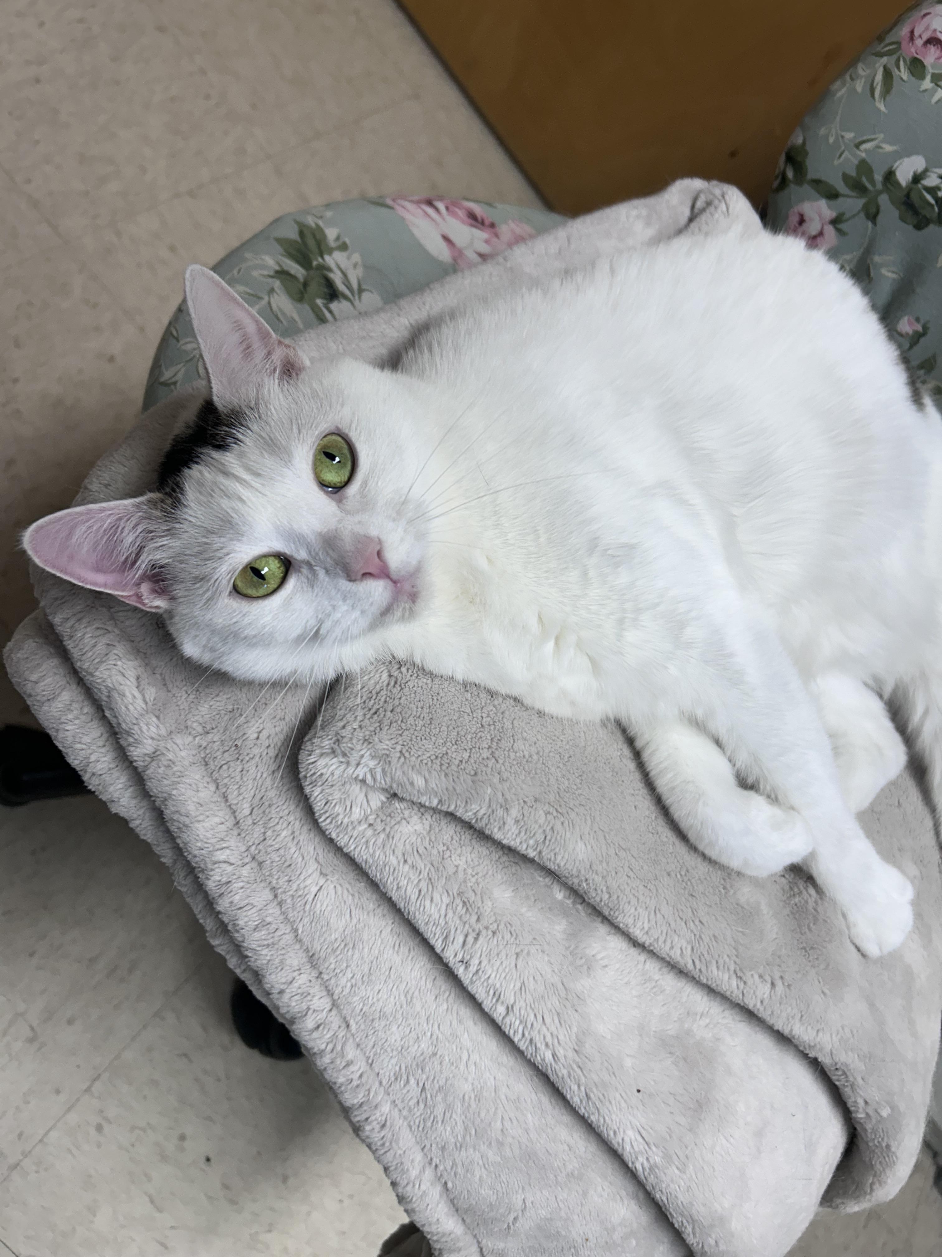 Enlarge Ella, a Adoptable mixed breed in Greensboro, NC image 4/6