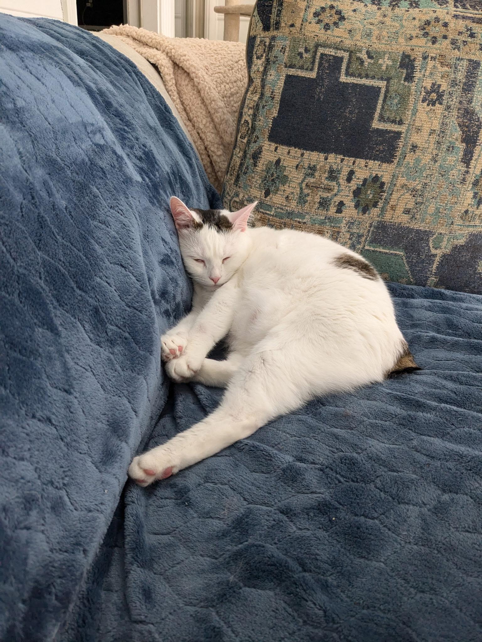 Hela  (fka Beyza), an adoptable Turkish Van, Manx in Greensboro, NC, 27409 | Photo Image 4