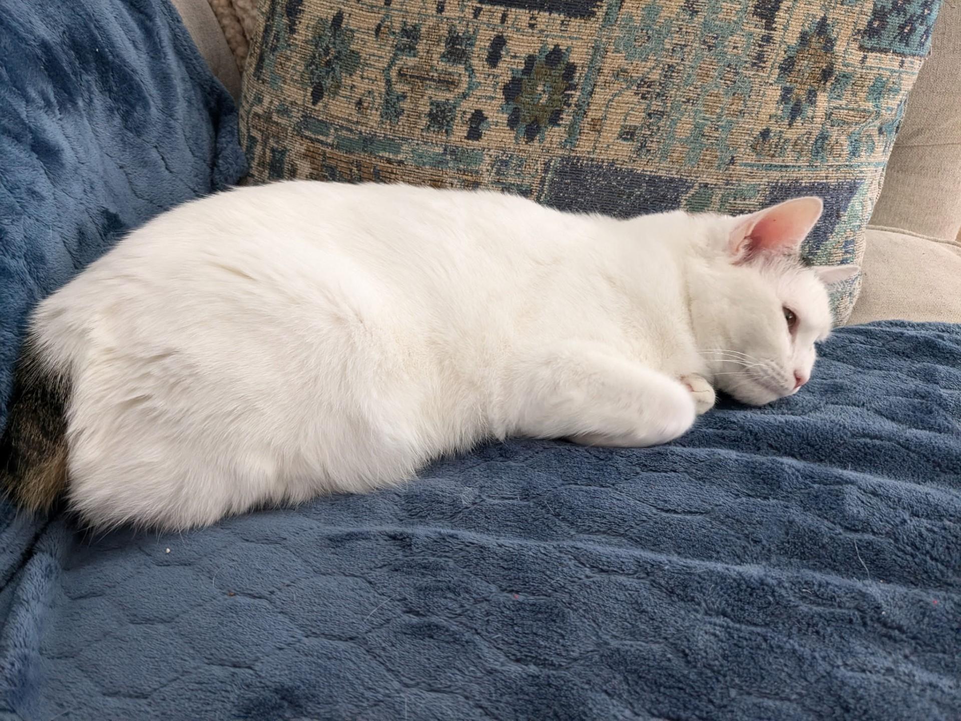 Hela  (fka Beyza), an adoptable Turkish Van, Manx in Greensboro, NC, 27409 | Photo Image 3