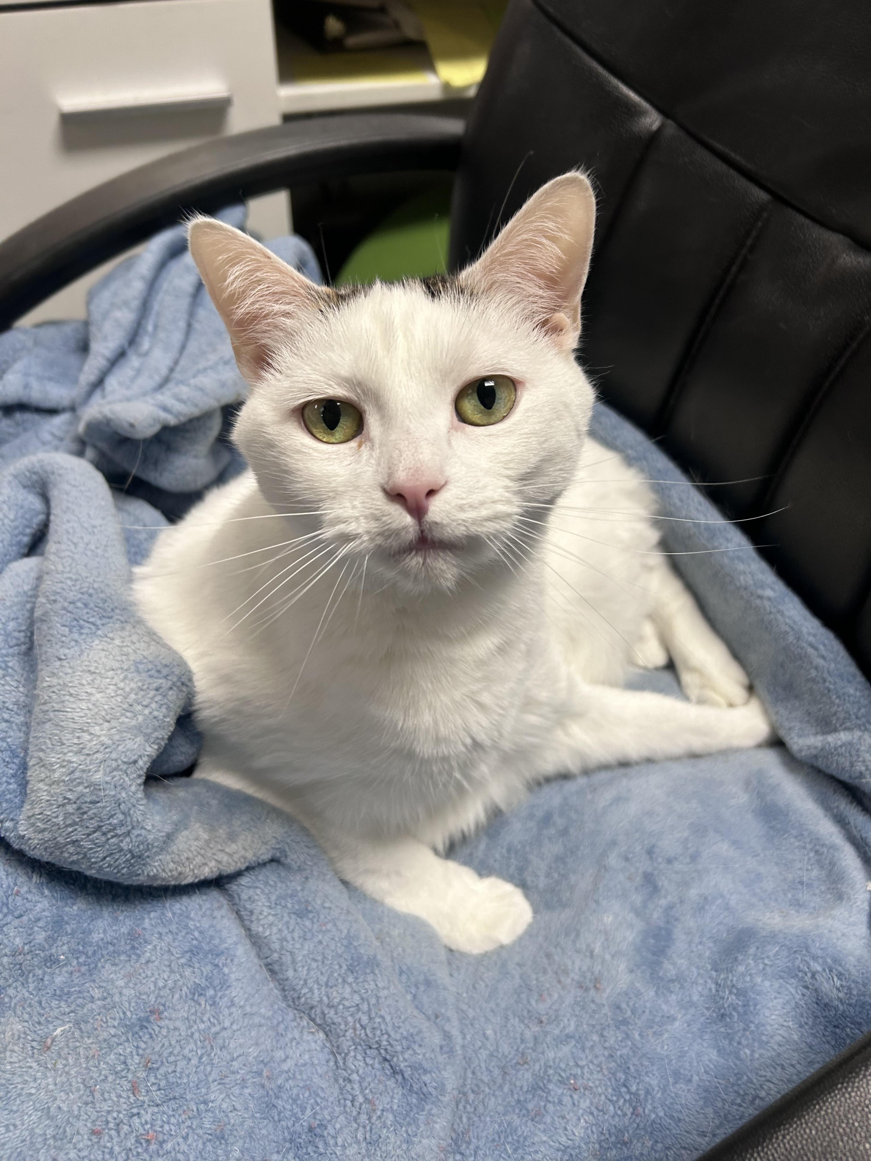 Enlarge Ella, a Adoptable mixed breed in Greensboro, NC image 2/6