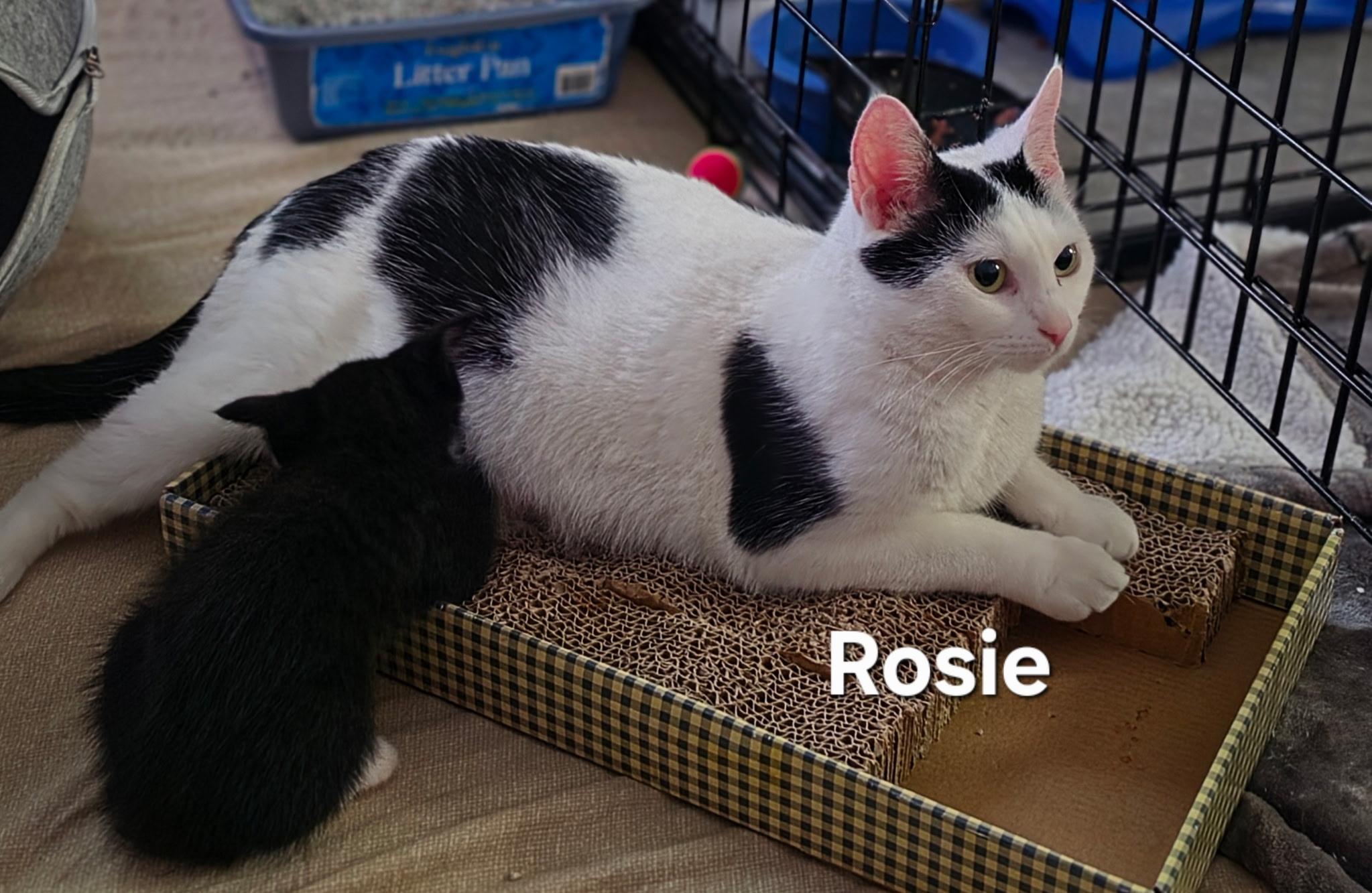 Mama Rosie, adopted, Young Female Domestic Short Hair.