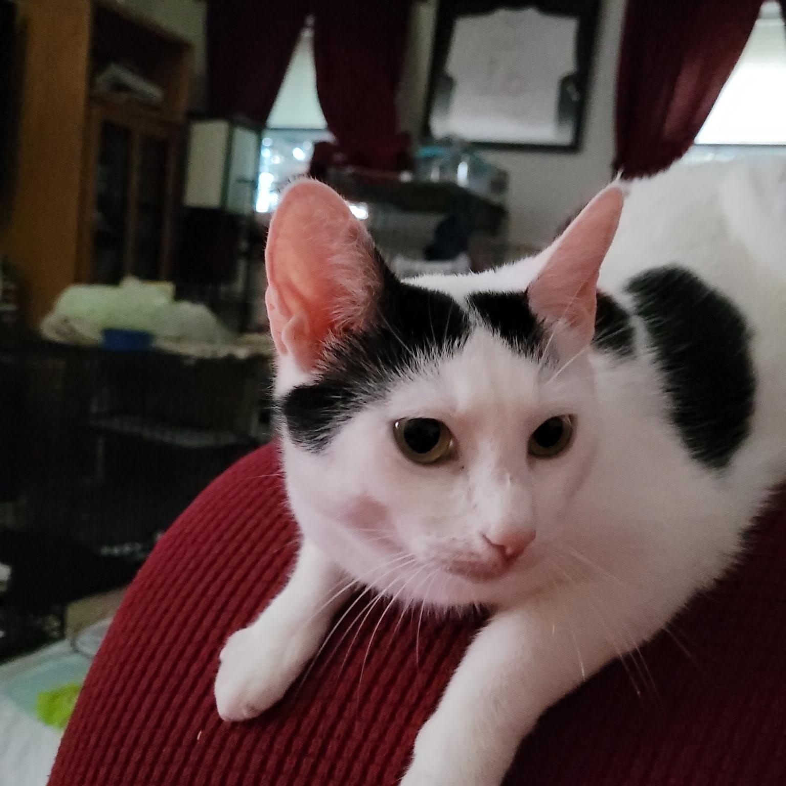 Mama Rosie, an adopted Domestic Short Hair in Woodbridge, VA image 2/2