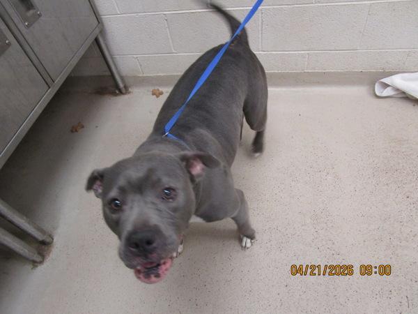 Enlarge Sadie (824), a Adoptable mixed breed in Marietta, GA image 1/1