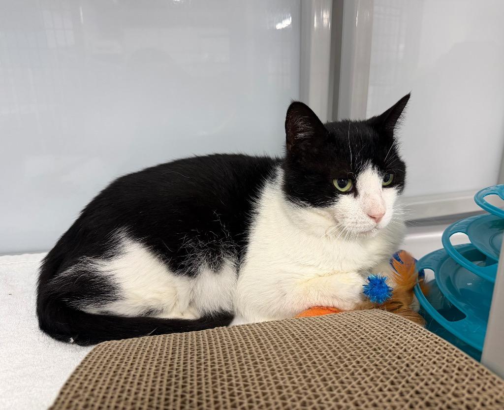 Cowhide, Adoptable, Adult Male Domestic Short Hair.