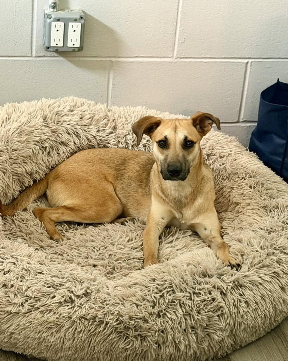 Vicki, adopted, Young Female Shepherd.
