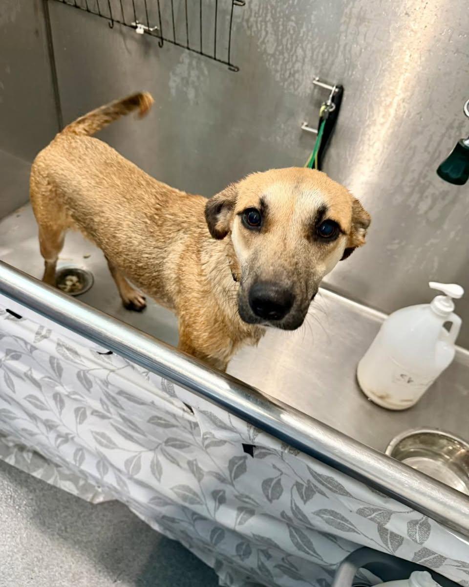 Enlarge Vicki, an adopted mixed breed in Rock Hill, NY image 3/4