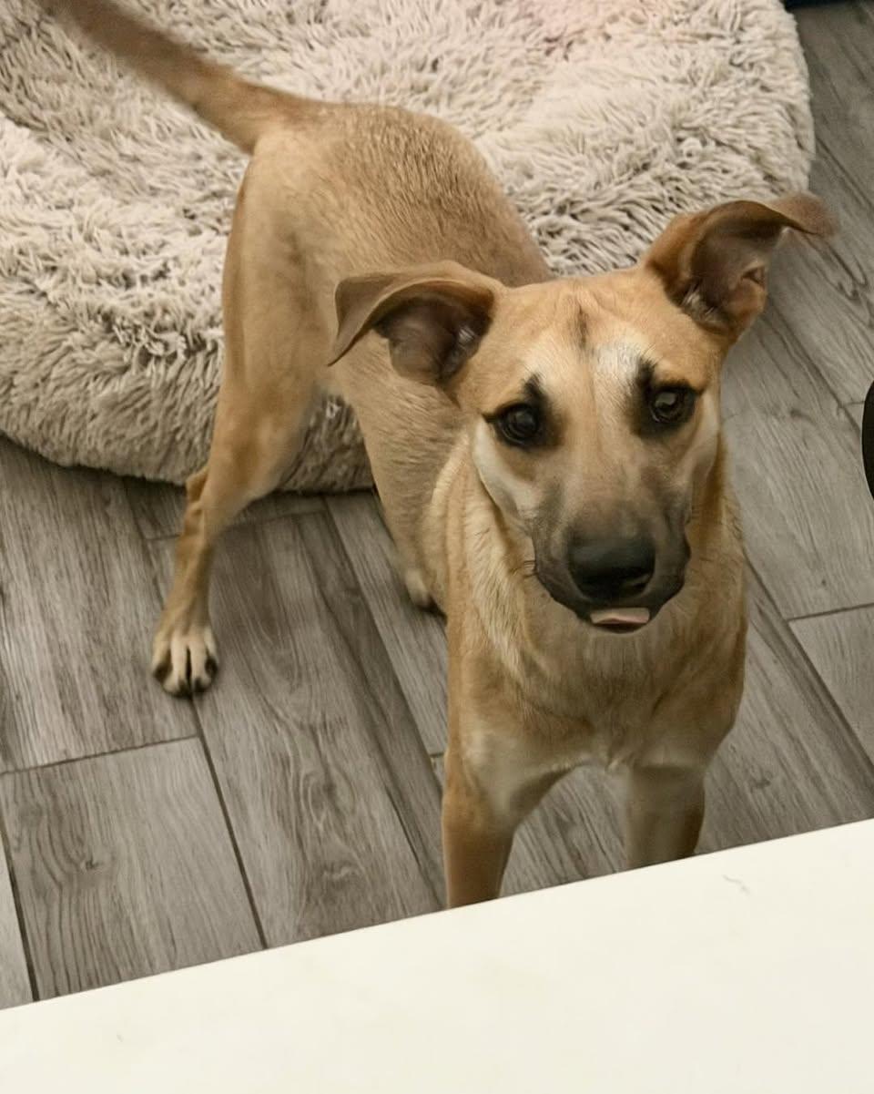 Enlarge Vicki, an adopted mixed breed in Rock Hill, NY image 4/4