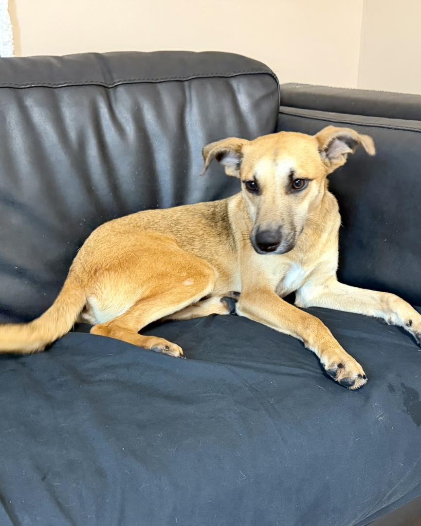 Enlarge Vicki, an adopted mixed breed in Rock Hill, NY image 2/4