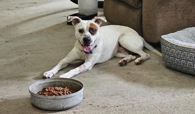 Rubble Pocket Sized Adult Boy !  Adorable and Happy! 2 Years old 33ish Pounds!