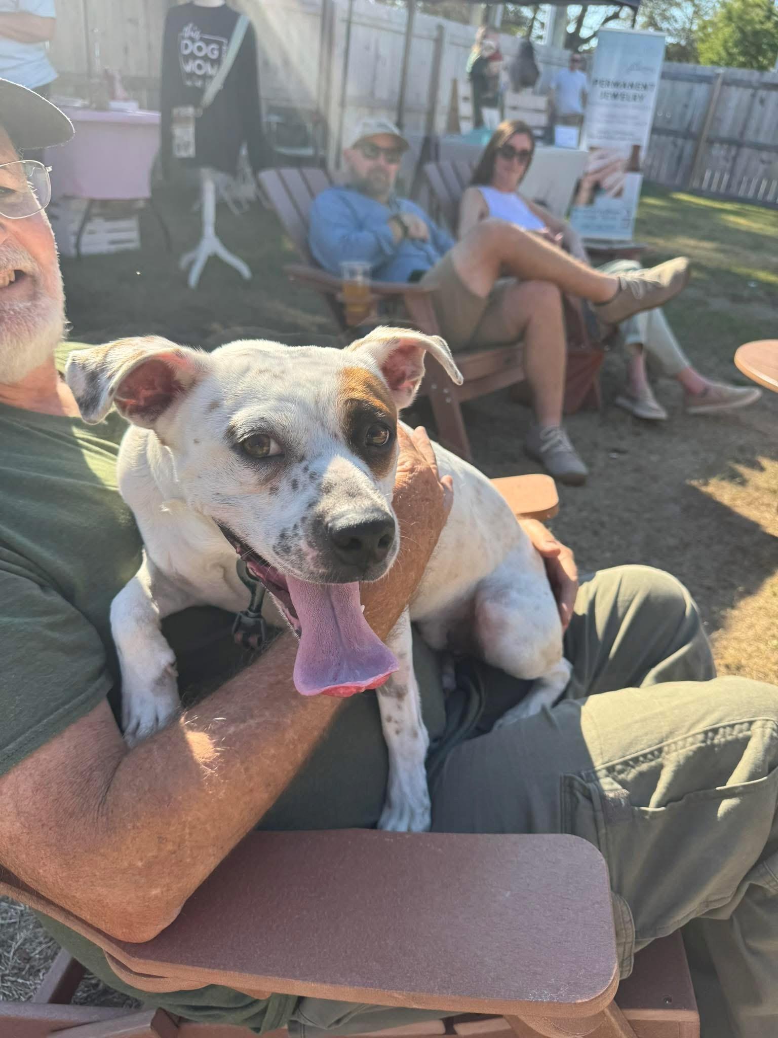 Rubble Pocket Sized Adult Boy !  Adorable and Happy! 2 Years old 33ish Pounds!