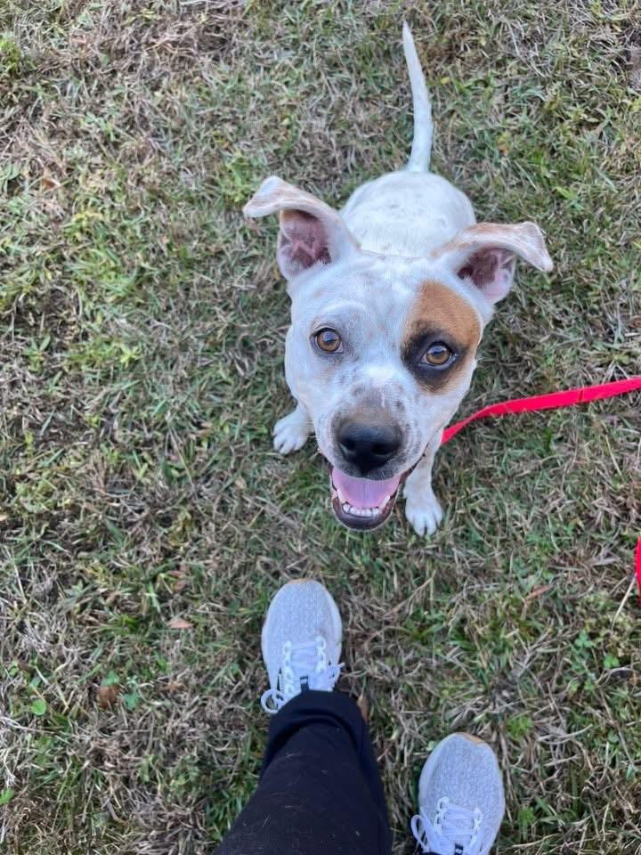 Rubble Pocket Sized Adult Boy !  Adorable and Happy! 2 Years old 33ish Pounds!