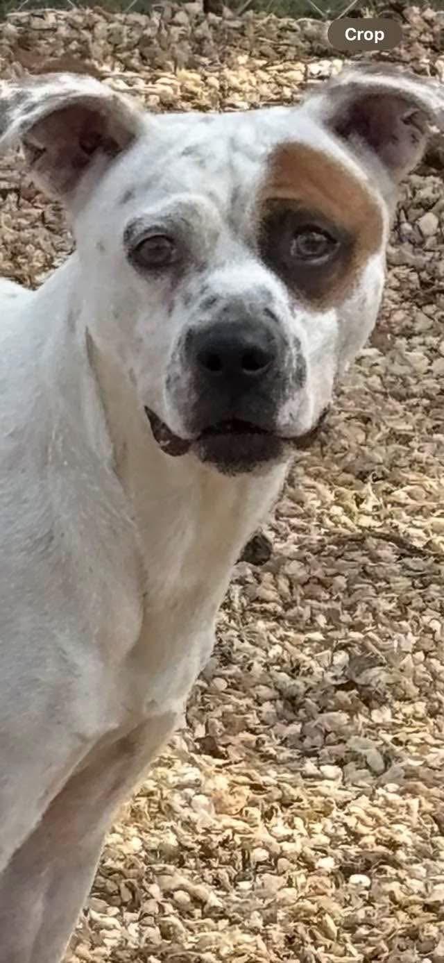 Rubble Pocket Sized Adult Boy !  Adorable and Happy! 2 Years old 33ish Pounds!