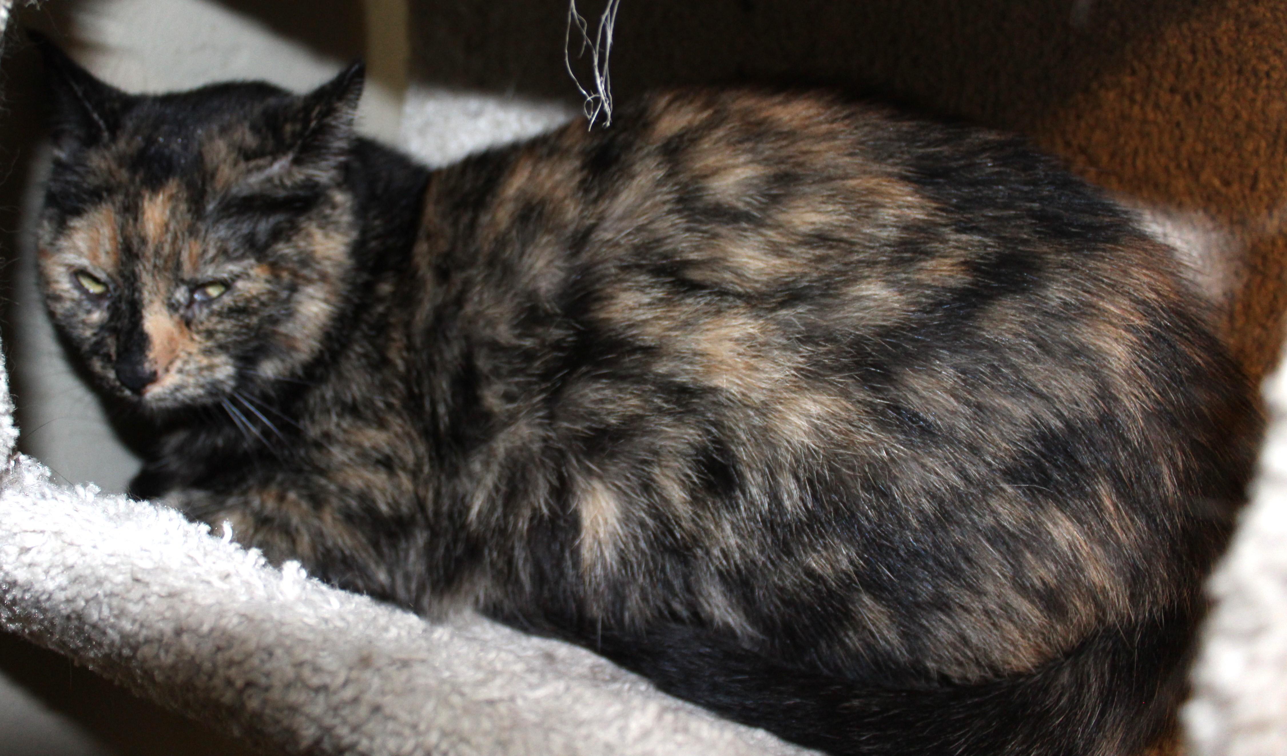 Libby, a Adoptable mixed breed in Huron, SD image 1/3