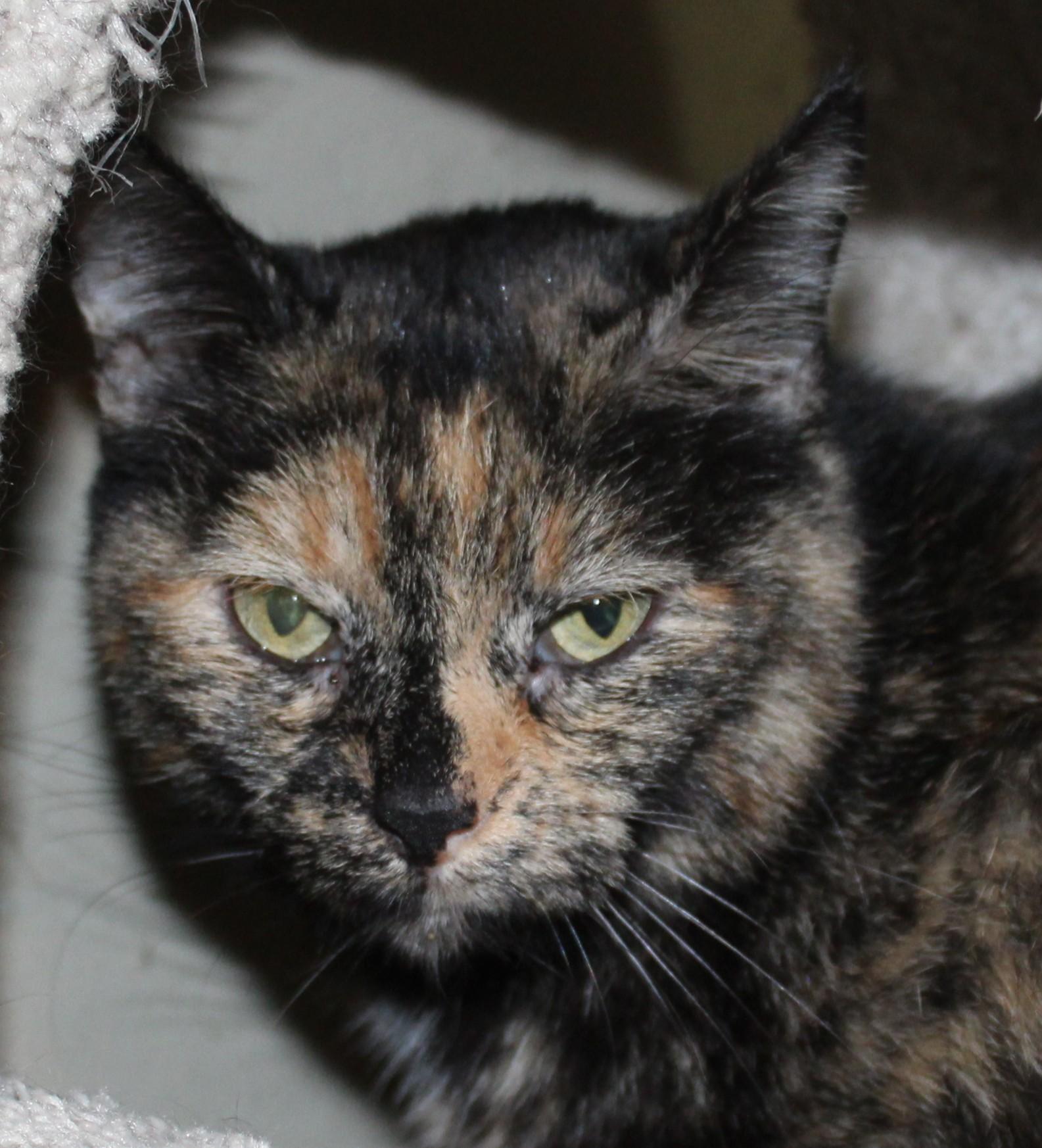 Libby, an adoptable Domestic Short Hair in Huron, SD, 57350 | Photo Image 3