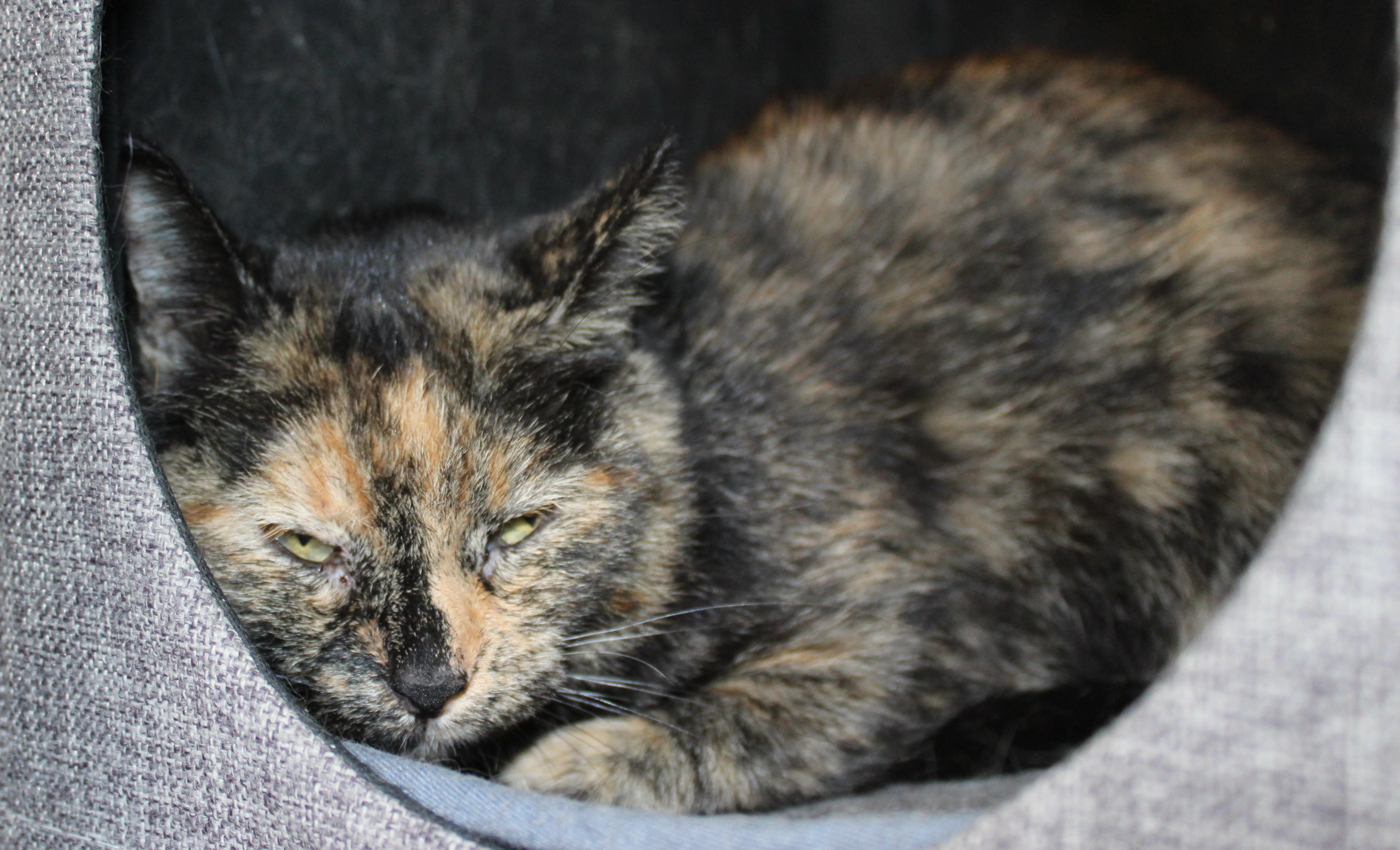 Libby, a Adoptable mixed breed in Huron, SD image 3/3