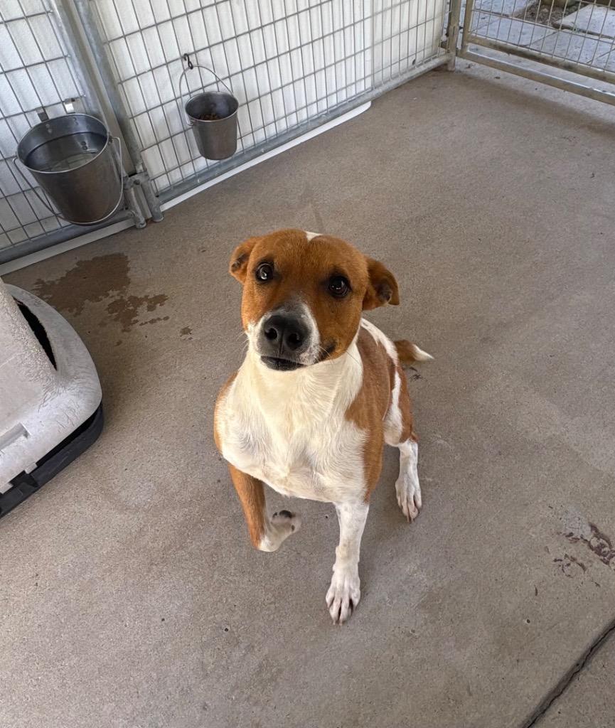 Enlarge Dude, a Adoptable mixed breed in Fayetteville, TN image 1/3