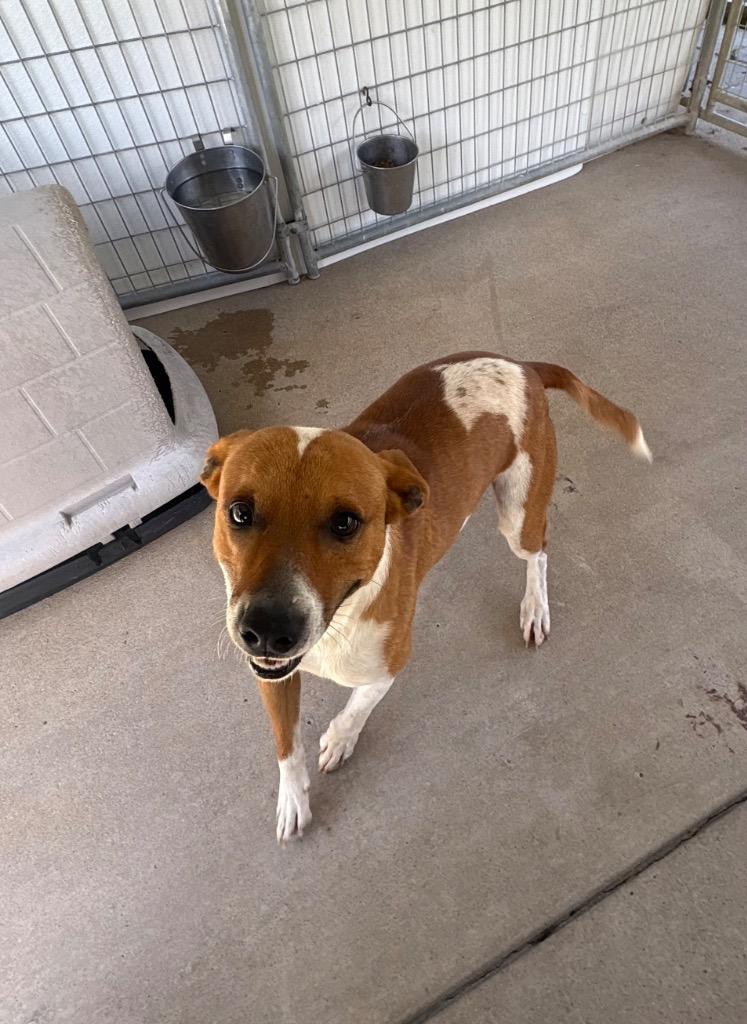 Enlarge Dude, a Adoptable mixed breed in Fayetteville, TN image 2/3