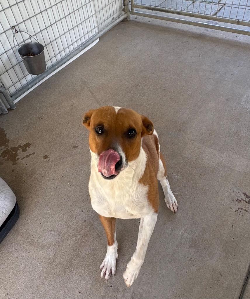 Enlarge Dude, a Adoptable mixed breed in Fayetteville, TN image 3/3