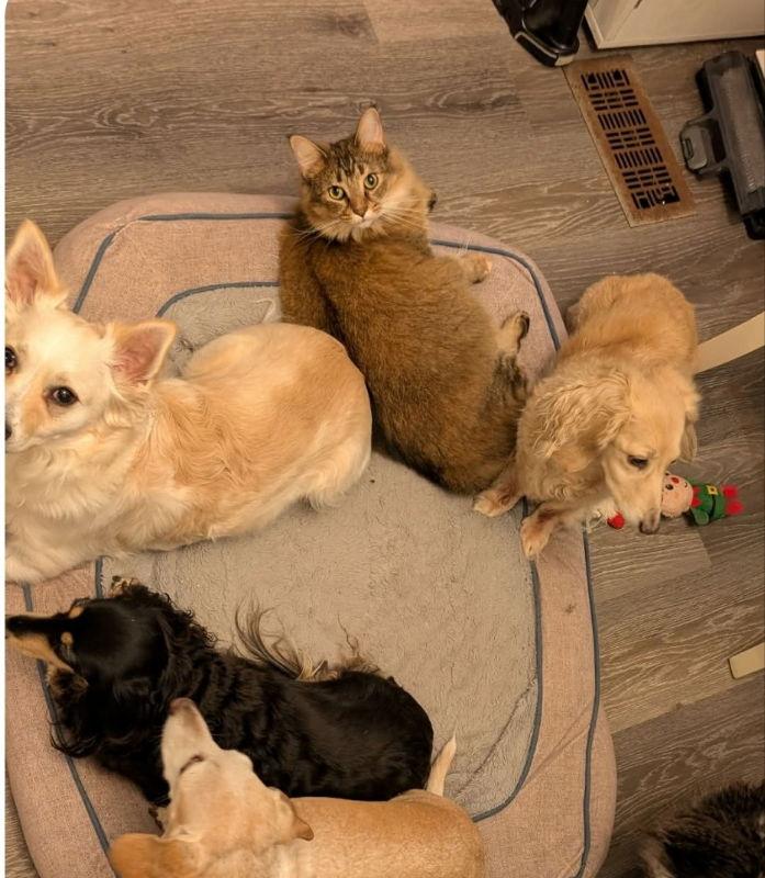 Enlarge Jack, a Adoptable mixed breed in Knoxville, TN image 1/3