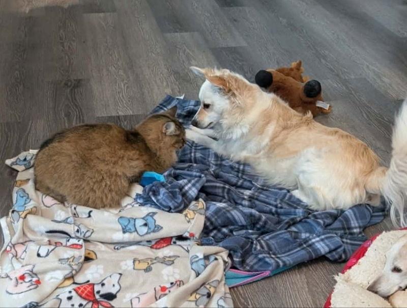 Enlarge Jack, a Adoptable mixed breed in Knoxville, TN image 2/3