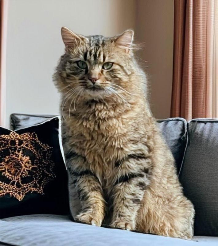 Enlarge Jack, a Adoptable mixed breed in Knoxville, TN image 3/3