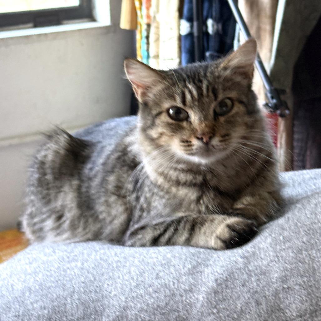 Chutoro, Adoptable, Young Female Domestic Medium Hair.