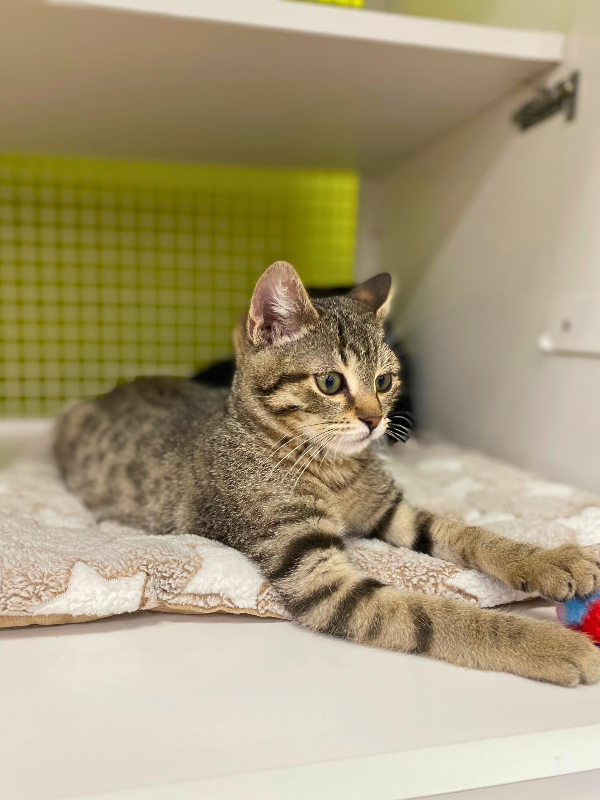 Levi, Adopted, Kitten Male Domestic Short Hair.
