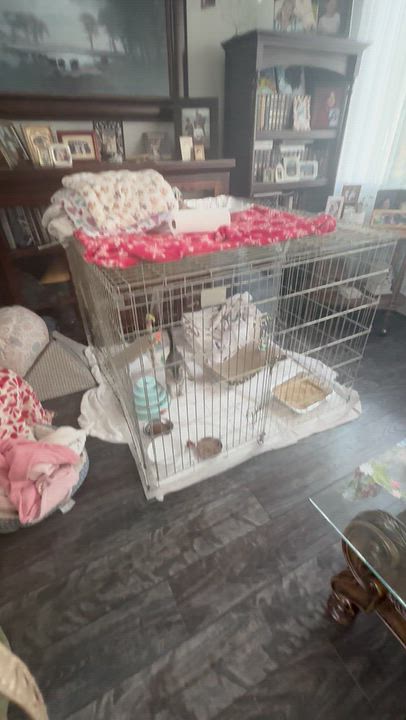 Enlarge Levi, a Adopted Domestic Short Hair in Elk Grove, CA video 2/3