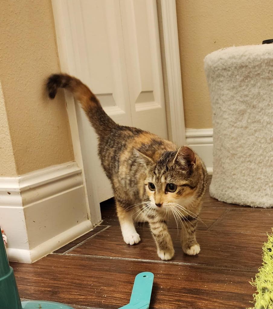 Izzy, Adoptable, Kitten Female Domestic Short Hair.