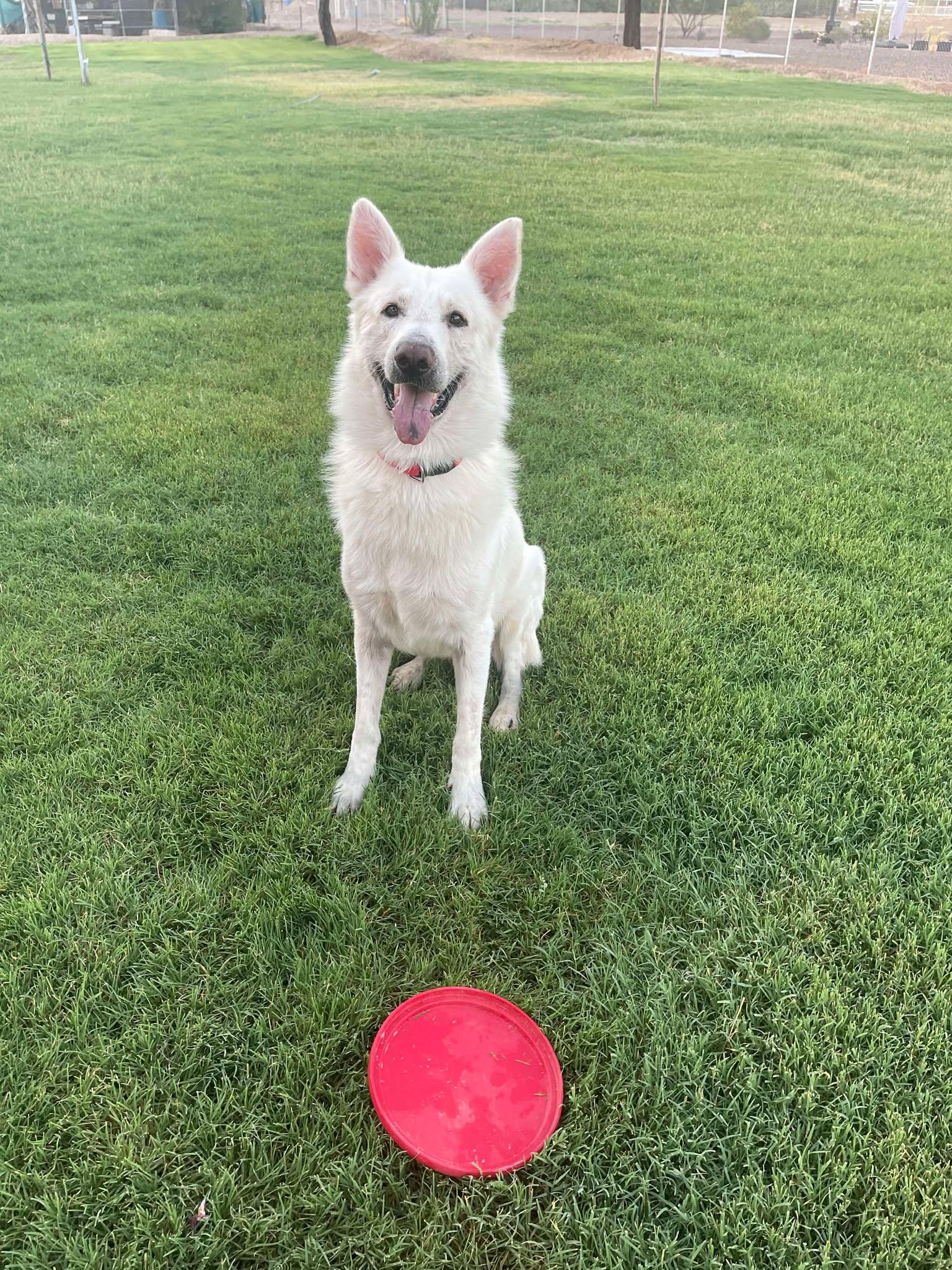 Carver, Adoptable, Adult Male German Shepherd Dog.