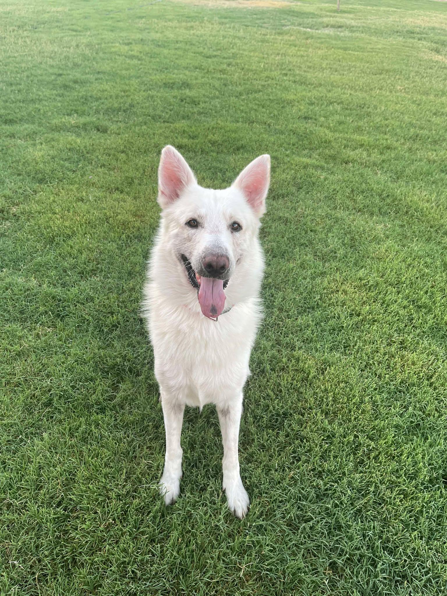 Carver, a Adoptable mixed breed in Glendale, AZ image 2/5