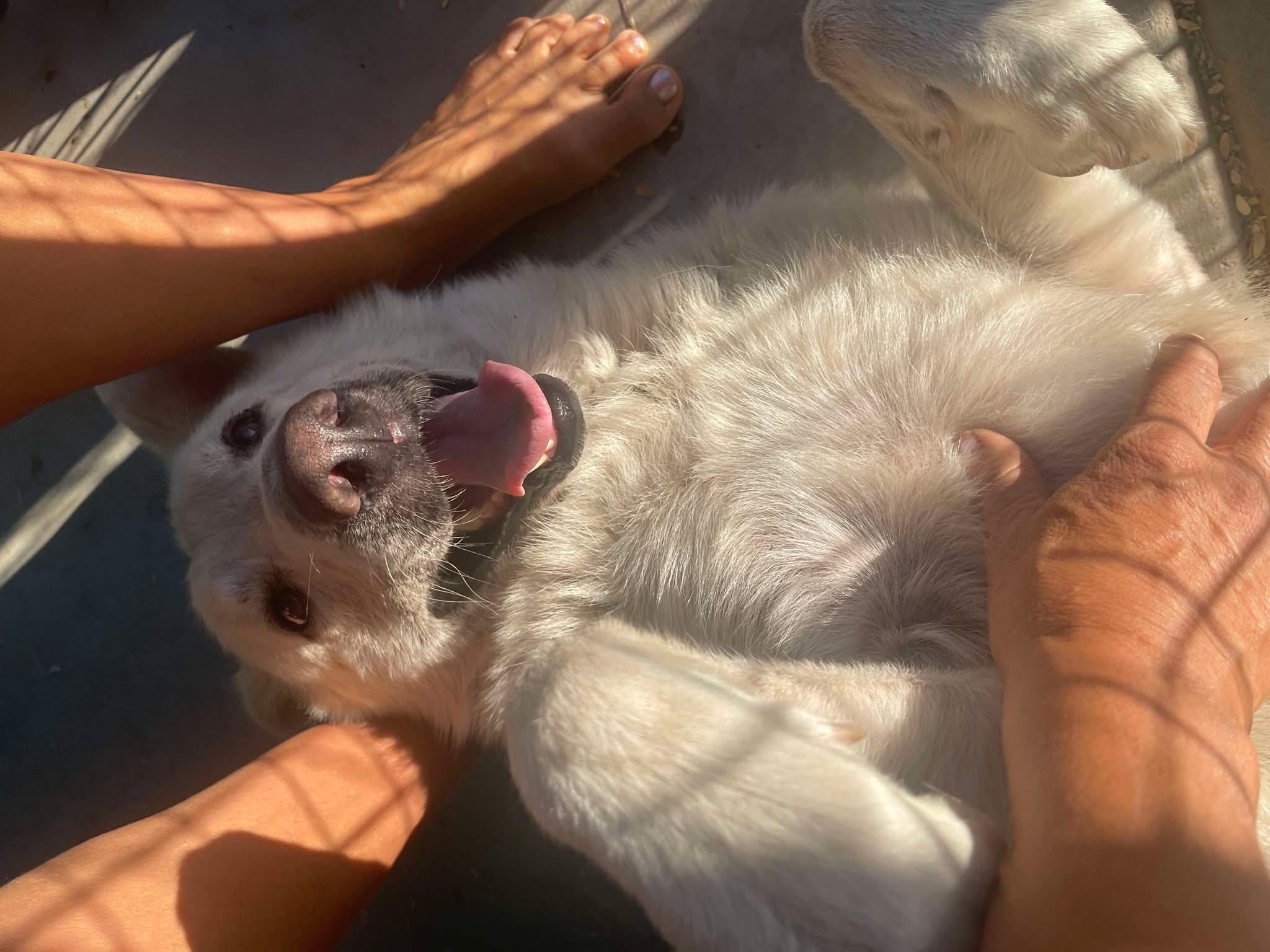 Carver, a Adoptable mixed breed in Glendale, AZ image 3/5