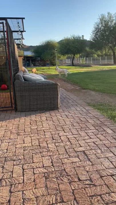 Enlarge Carver, a Adoptable mixed breed in Glendale, AZ video 5/5