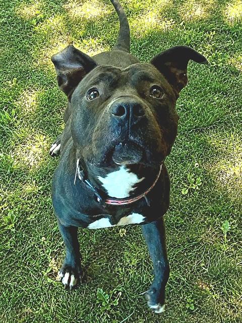Enlarge LOLA, a Adoptable mixed breed in Sacramento, CA image 1/1