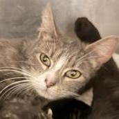 Rosemary, adopted, Young Female Domestic Short Hair.