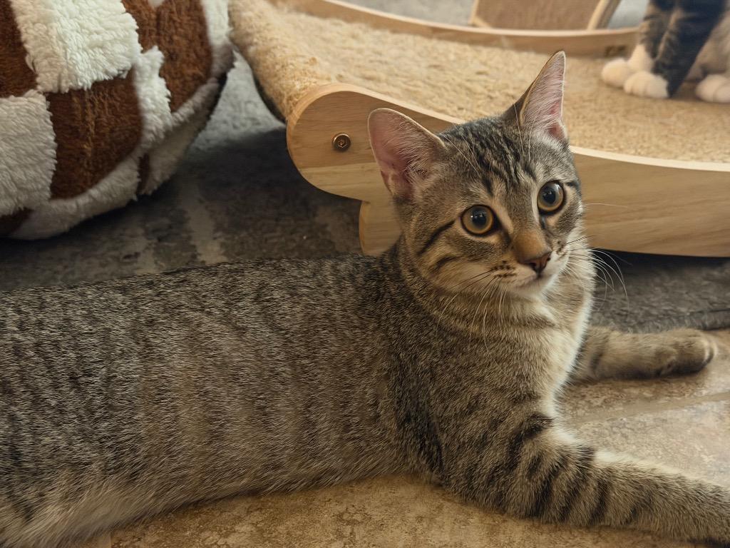 Enlarge Pwincess, a Adoptable mixed breed in Peoria, AZ image 1/3
