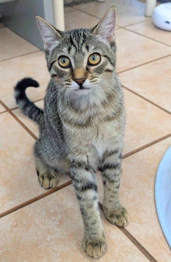 Enlarge Pwincess, a Adoptable mixed breed in Peoria, AZ image 2/3